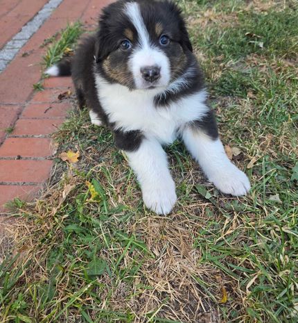 Arya