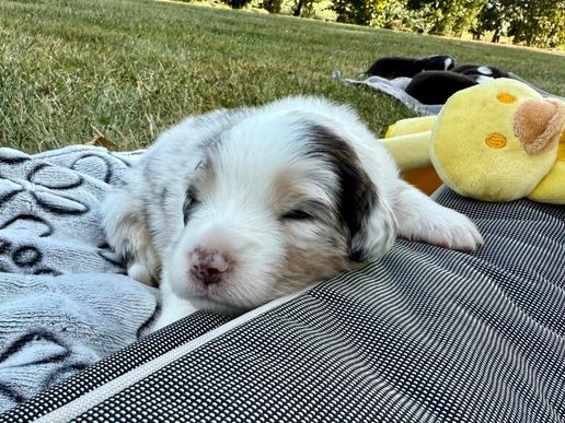 Nala4