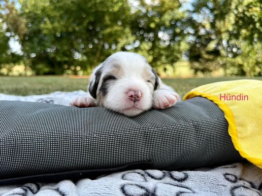 Nala7-1