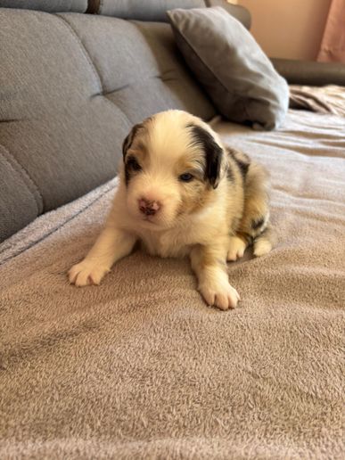 Nala7