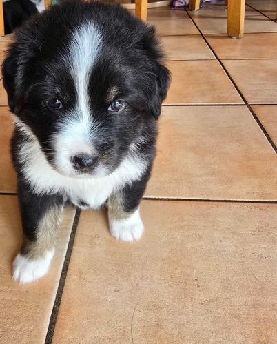 Arya