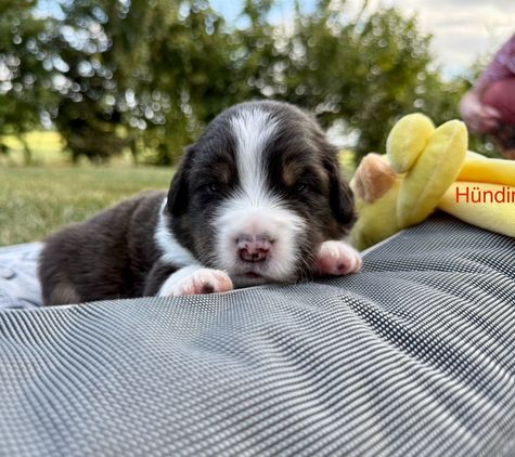 Arya3
