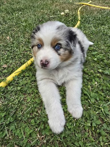 Belle