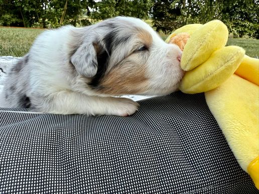 Belle4