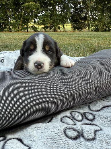 Benji6