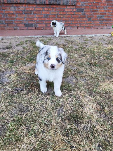 Buddy