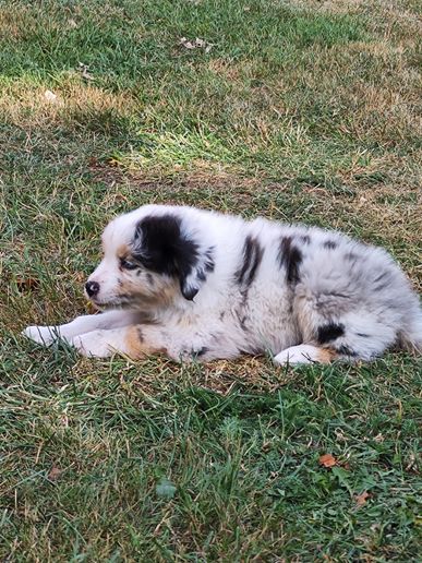 Nala