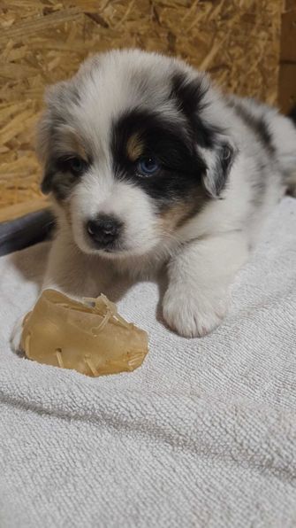 Kira