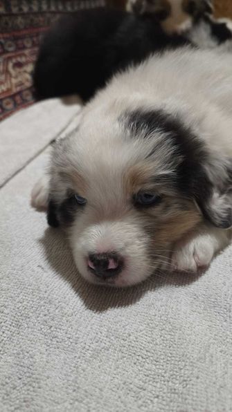 Nala