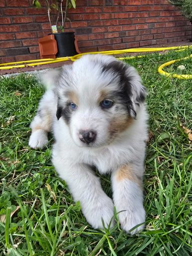 Nala